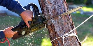 Professional  Tree Services in Greeneville, TN