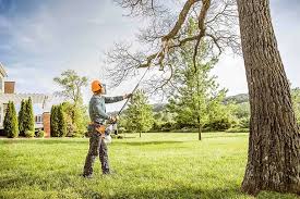 How Our Tree Care Process Works  in  Greeneville, TN