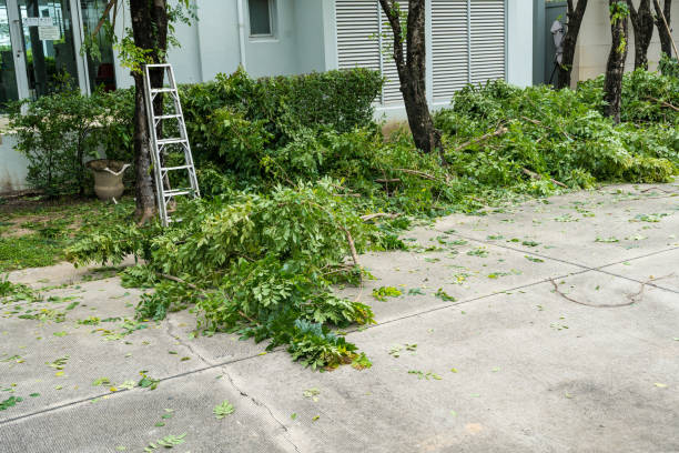 Leaf Removal in Greeneville, TN